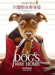 一条狗的使命:只想陪在你身边